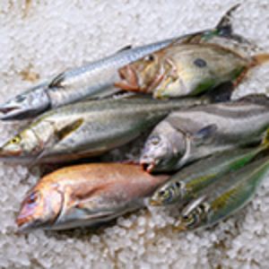 天然鮮魚 海産物の詰合わせ