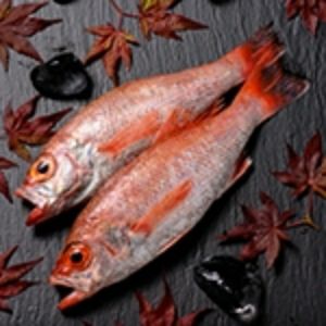 のど黒 鮮魚（ノドグロ、のど黒、アカムツ）