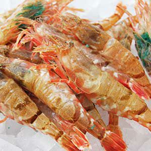 天然白海老（しろえび）