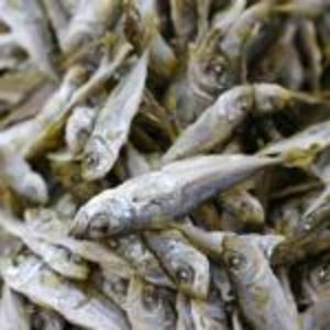 豆鰺の煮干し