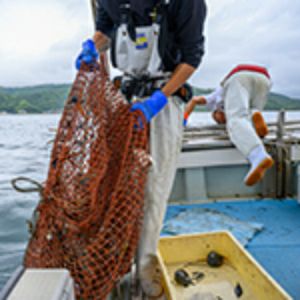 宮津湾　天然とり貝