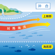 上層部を流れる暖流「対馬海流」