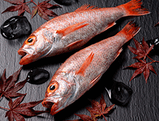  鮮魚「天然のど黒」